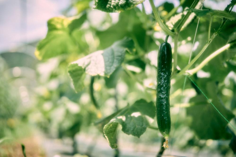 すきなきゅうり