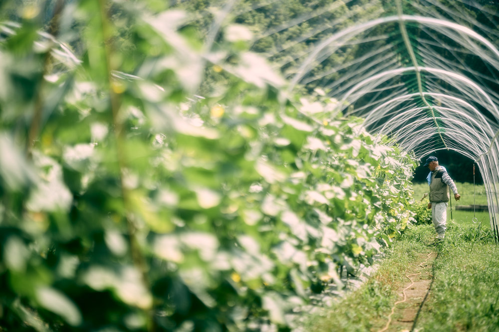 すきなきゅうり