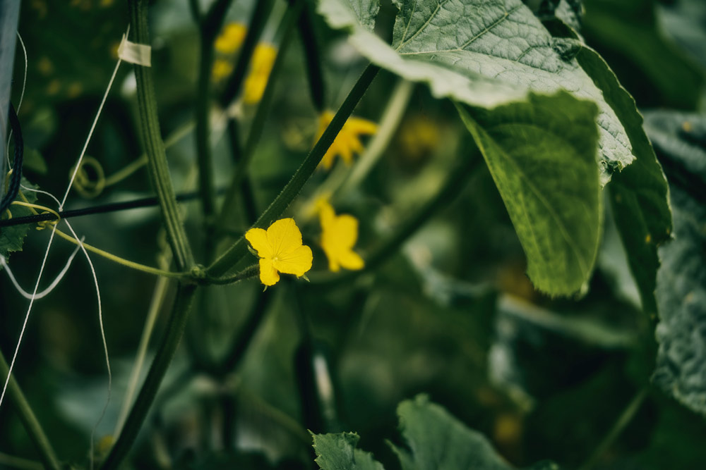 すきなきゅうり