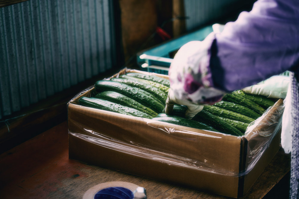 すきなきゅうり