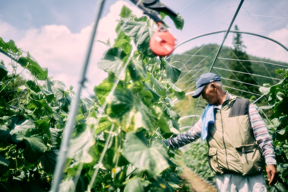すきなきゅうり
