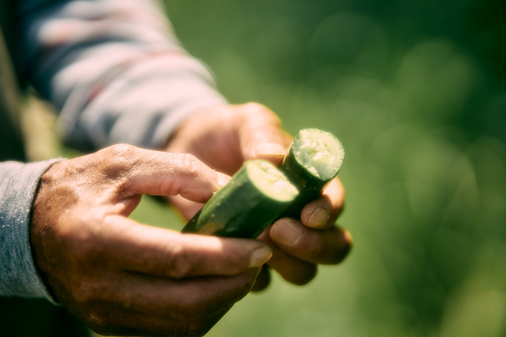 すきなきゅうり